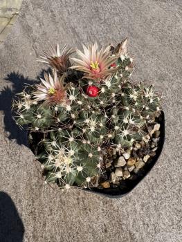 Escobaria missouriensis